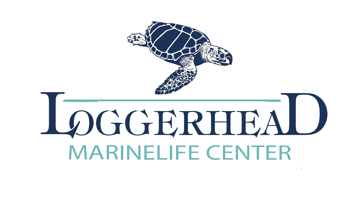 Loggerhead Marine Life Center